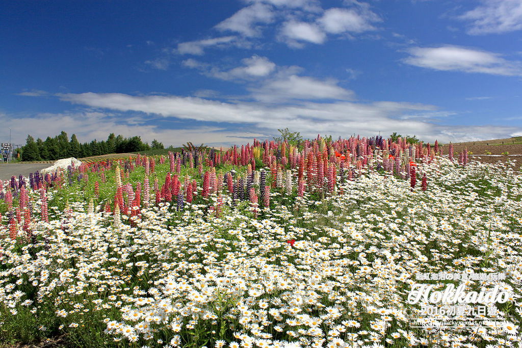 10.北海道富良野-菅野農場.jpg