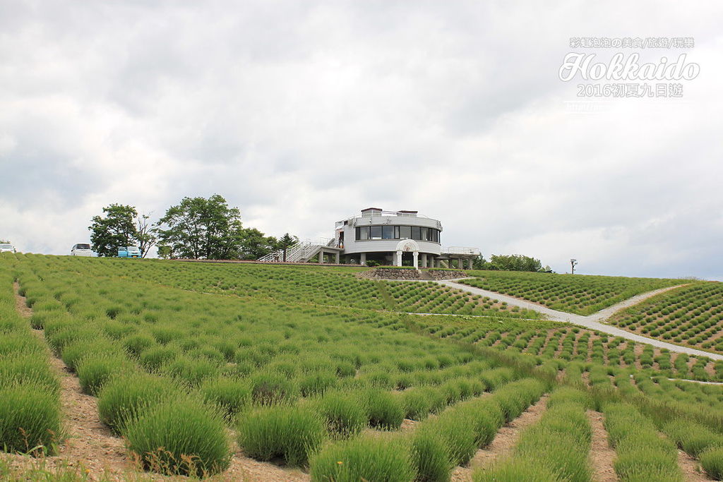 31.北海道富良野-日出公園薰衣草園.jpg 31.北海道富良野-日出公園薰衣草園.jpg