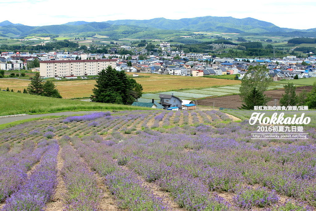 43.北海道富良野-日出公園薰衣草園.jpg