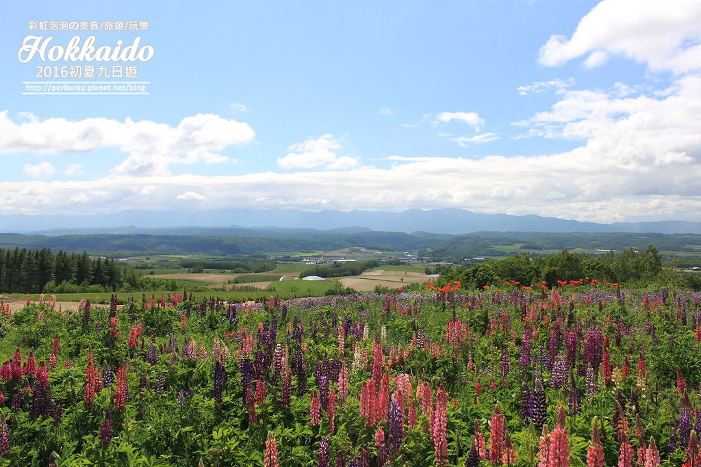 50.北海道富良野-麓鄉展望台.jpg