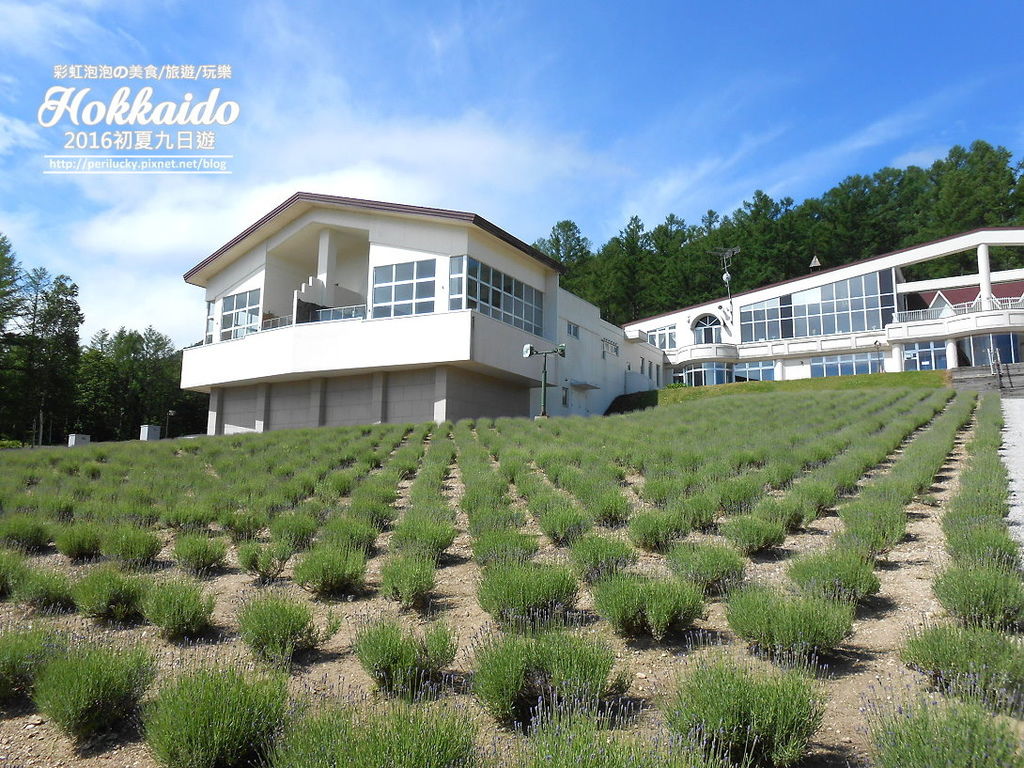 164. 北海道富良野-富良野高地溫泉飯店 Highland Furano-薰衣草花田.jpg