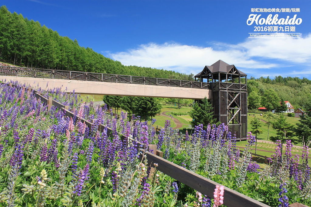 1.北星山町營薰衣草花園.jpg 1.北星山町營薰衣草花園.jpg