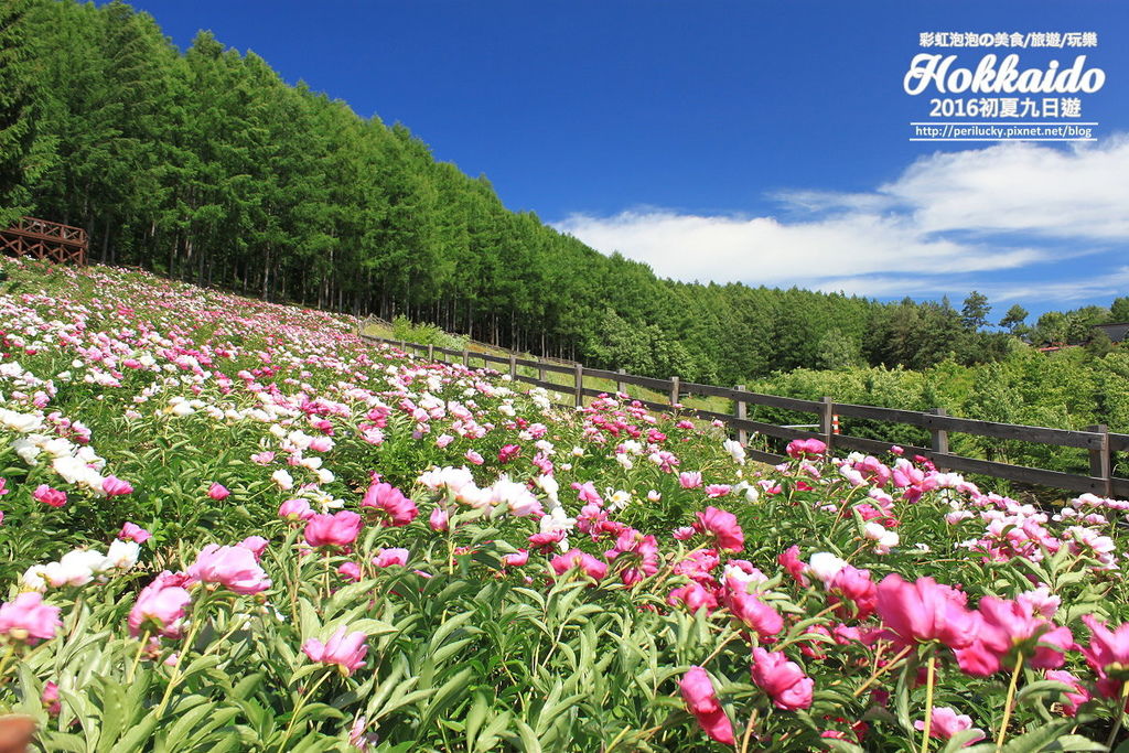 8.北星山町營薰衣草花園.jpg