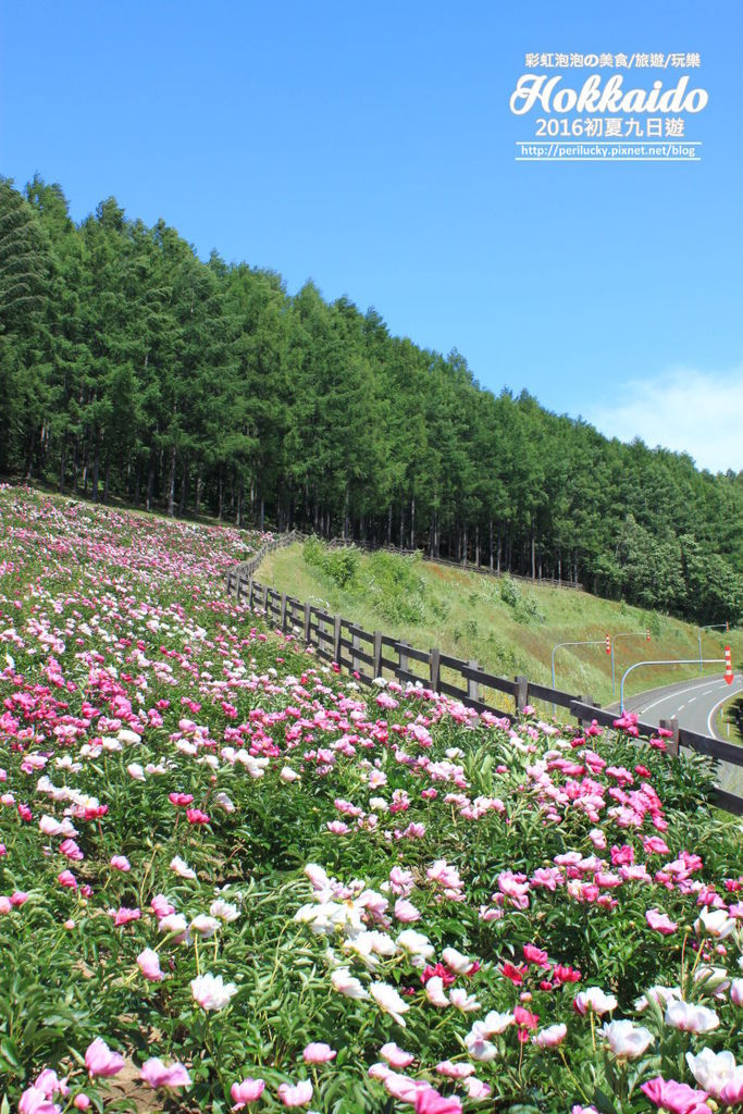 9.北星山町營薰衣草花園.jpg