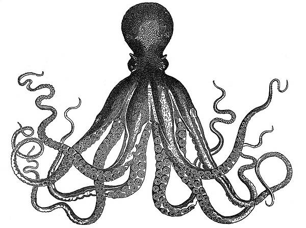 1a-octopus-graphicsfairy004bw2