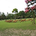 奈良公園內成群的鹿