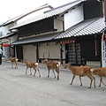 東大寺外鹿多到有點怕怕的