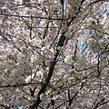 04182008 中央公園　近一點瞧瞧櫻花