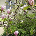 Magnolia