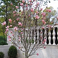 Magnolia　怎麼這麼美呢