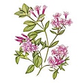 soapwort