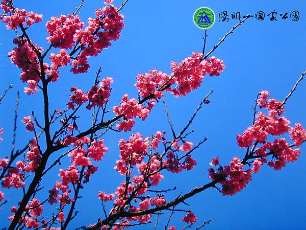 data_images-desktop-山櫻花.jpg data_images-desktop-山櫻花.jpg