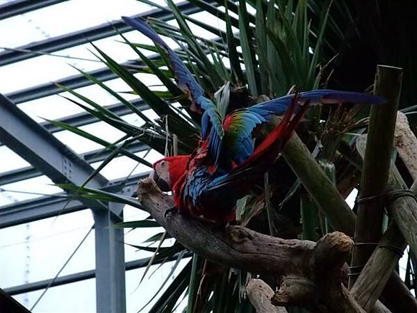 熱帶植物園