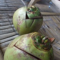 you can have a coconut for 20-30peso(15-20NTD) 