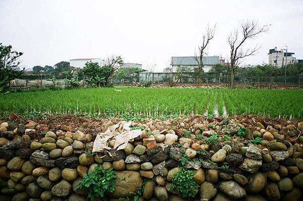 田  園