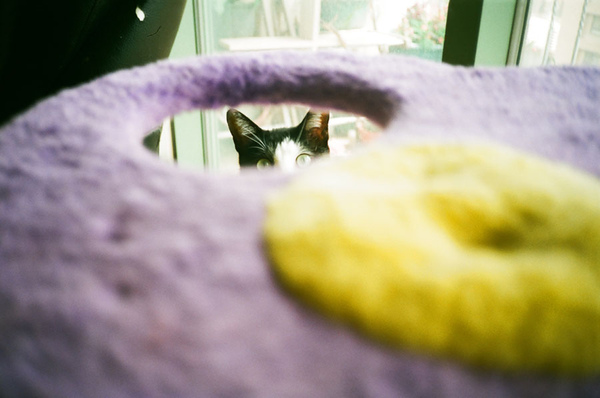 Peeping, a Close Up Shot. Peeping, a Close Up Shot.