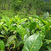 台灣高山烏龍茶有什麼功效?