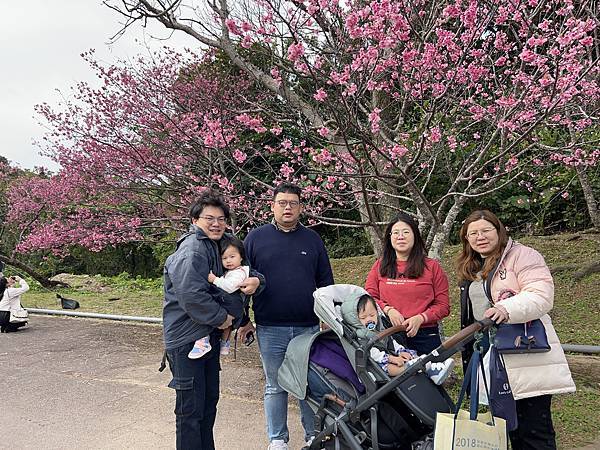 20250131 過年沖繩第二天 八重岳櫻花公園-古宇利島一