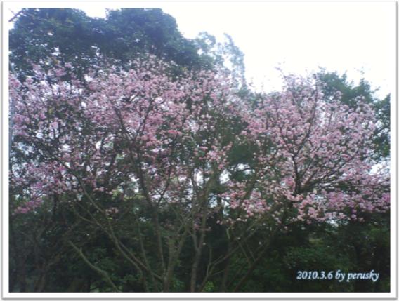 櫻花1.jpg 櫻花1.jpg