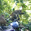 路邊遇到，本來以為是狗的猴子們