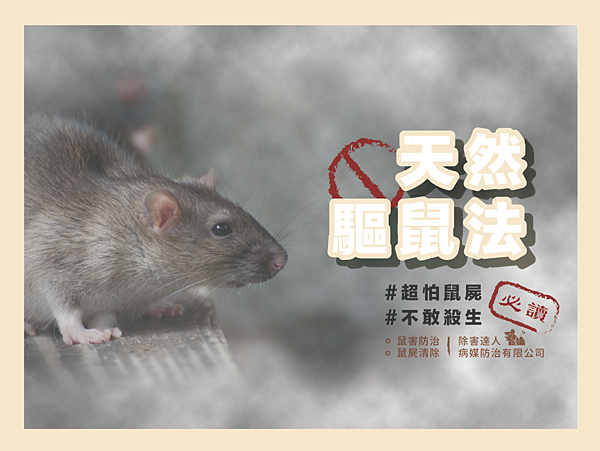 家裡有老鼠但不想殺生 天然驅鼠法一次告訴你 除害達人 痞客邦 家裡有老鼠但不想殺生 天然驅鼠法一次告訴你 除害達人 痞客邦