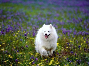 Cute_White_Dog_Running-300x225.jpg
