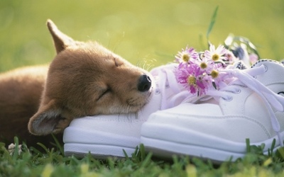 Animals_Dog_sleeping_dog_Pet_animal_Shoes_flowers_field_grass_spring_nature_sleep_photography_lovely_122913_detail_thumb.jpg