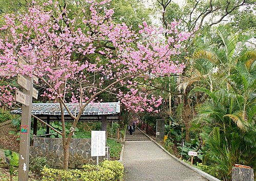 虎頭山賞櫻花 三の小豬 痞客邦