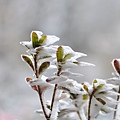 太平山雪景 (7).jpg