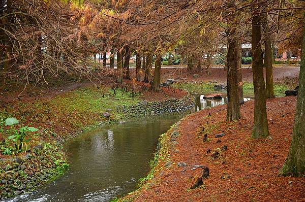 羅東運動公園落羽松.JPG