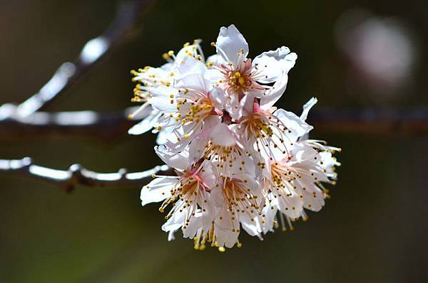 2014武陵櫻花季 (8).JPG