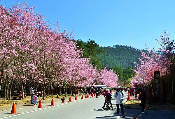 2014武陵櫻花季 (34).JPG