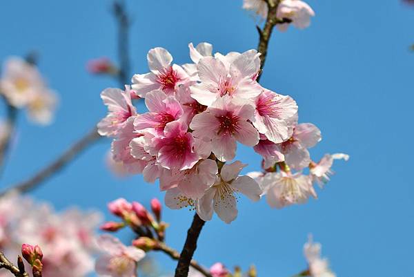 2014陽明山花季 (18).jpg