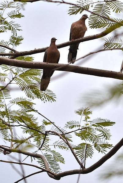 珠頸斑鳩2