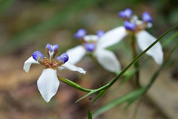 巴西鳶尾花 (3).jpg