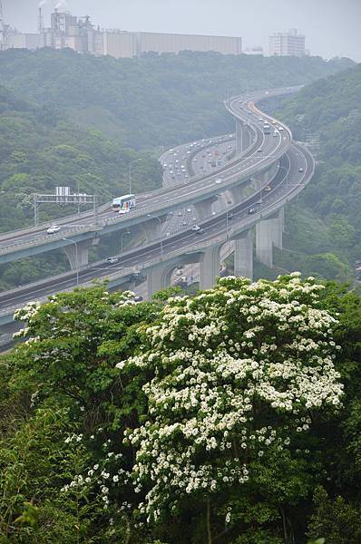 新林步道賞桐 (11).JPG