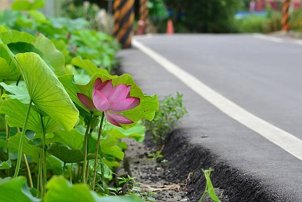 三峽三樹路賞荷 (2).jpg