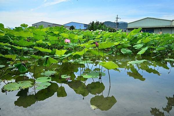 三峽三樹路賞荷 (10).JPG