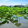 三峽三樹路賞荷 (10).JPG