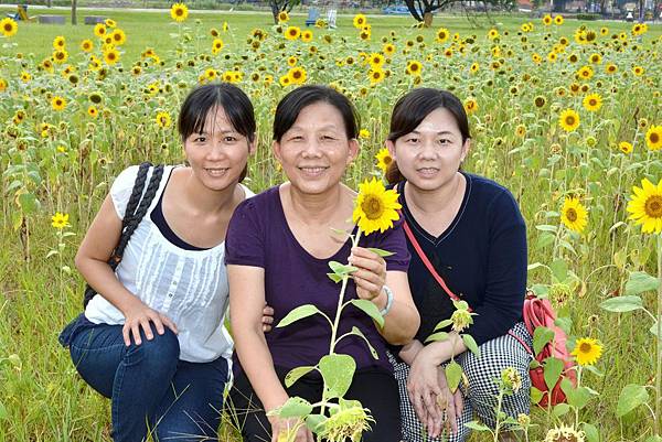 幸福水漾公園向日葵 (10)