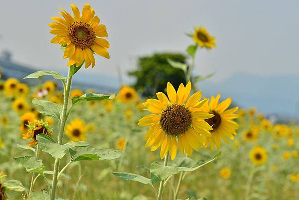 幸福水漾公園向日葵 (18)