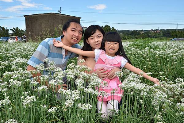 大溪新中里韭菜花田 (17)