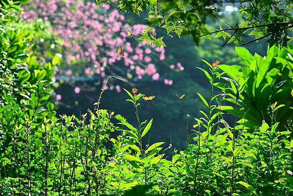 秘密花園