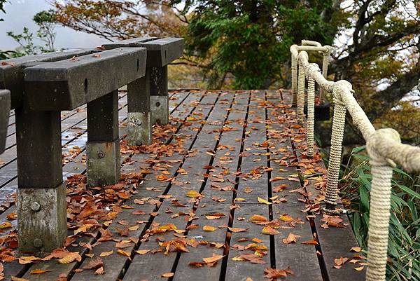 山毛櫸步道 (27)