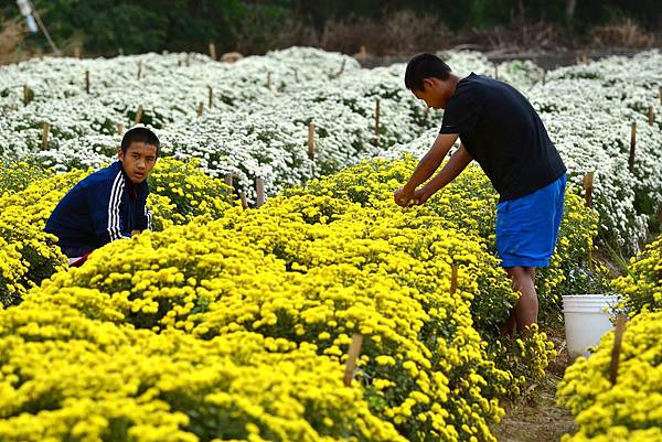 2014銅鑼杭菊節 (35)