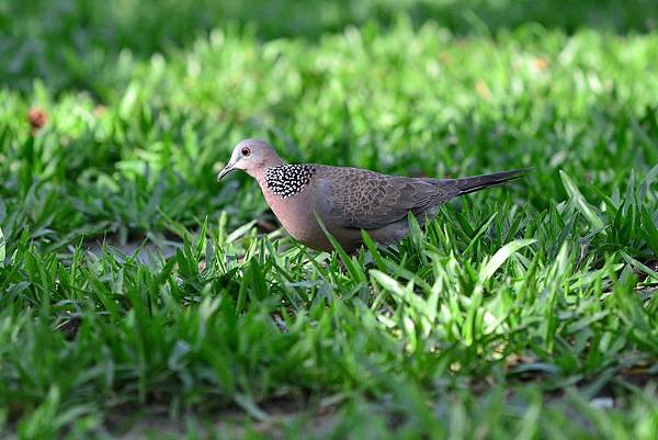 珠頸斑鳩.jpg