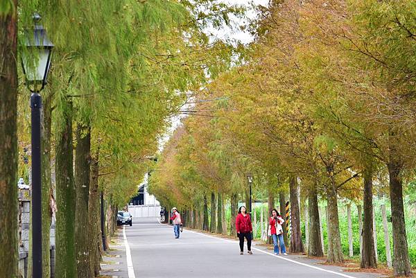 石園路落羽松