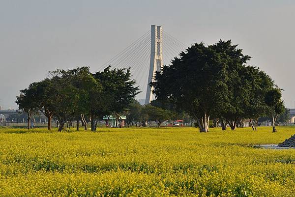 大都會公園油菜花 (2)