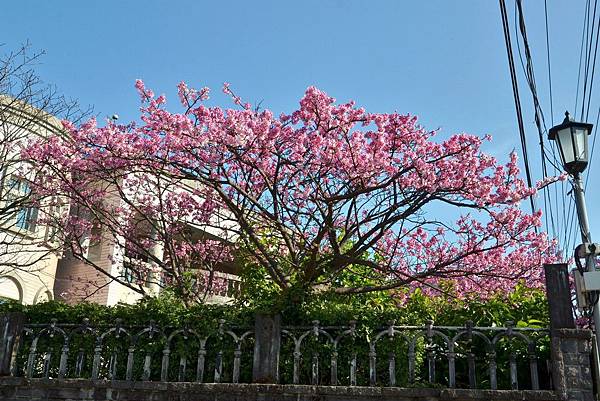 平菁街寒櫻 (6)