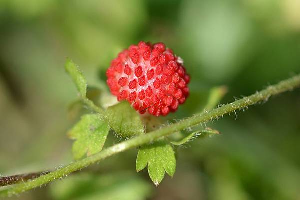 蛇莓 (20)